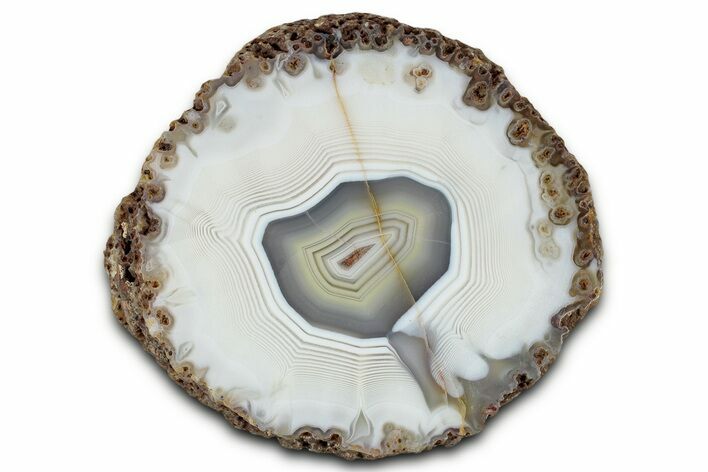 Polished Banded Agate with Wegeler Effect - Agouim, Morocco #326533